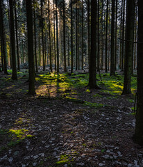 A picture of a pine forest in beautiful early morning light. Green moss on the ground. Picture from Eslov, Sweden