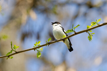 Flycatcher