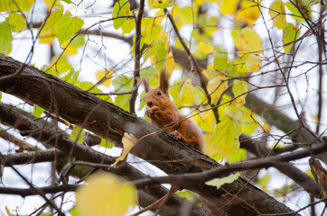 A red squirrel eats a nut on a tree. The life of wild animals