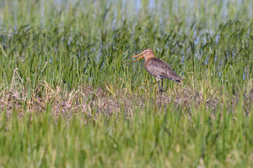 Godwit