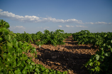 Fototapeta na wymiar viñedo bajo el sol de la mancha, España. Tierra y cepas bajo un cielo azul