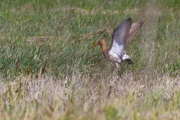 Godwit
