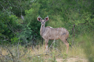 Kudu Male seen on a safari in South Africa