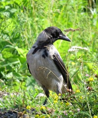 Nice crow in the meadow among plants close up
