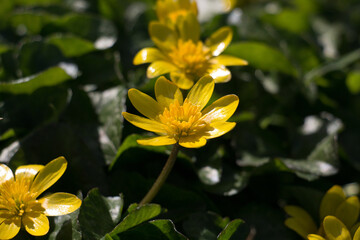 Yellow Lesser Celandine, Fig Buttercup or Pilewort flowers, Ficaria verna, blooming in the spring sunshine, close-up view