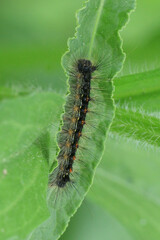 Vertical of a Common Buckeye Caterpillar, Junonia coenia