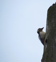 Awesome woodpecker hollows an old tree. Clear sky.