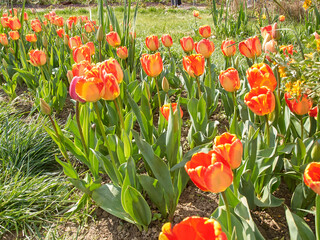 Obraz premium tulips in the biological field - Turri - SARDINIA - ITALY.
