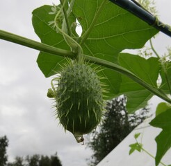 Beautiful fruit of a wild plant