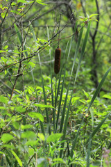 Common Cattail or Bulrush, Typha latifolia, on sunny day