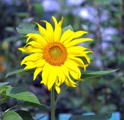 Brightly blooming yellow-orange sunflower on a warm summer day close up