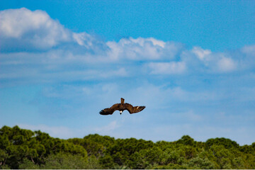 osprey dive