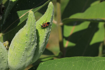 Large Milkweed Bug, Oncopeltus fasciatus, on Milkweed pods