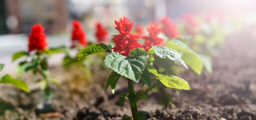 Beautiful red flower in rays of sunlight