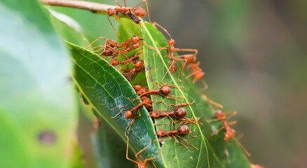 Ants help each other to build ant nest, unity concept
