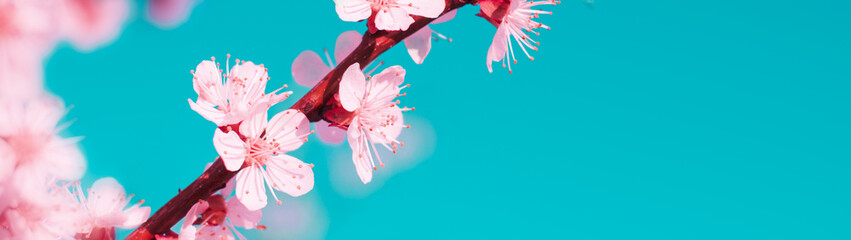 Blooming branch of apricots banner with copy space