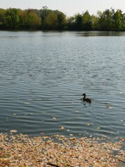 ducks on the lake