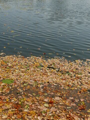 autumn leaves on the water