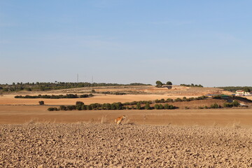 Fototapeta na wymiar field of wheat