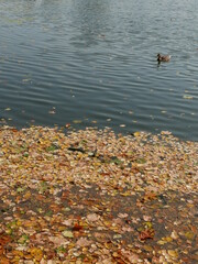 autumn leaves on the water
