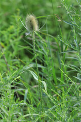 Vertical view of a Wild Teasel seed pod, Dipsacus fullonum