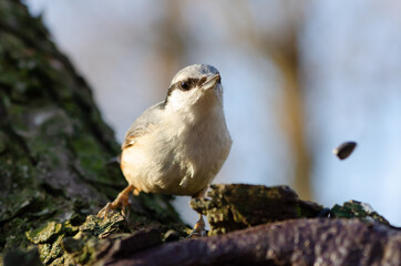 Nuthatch