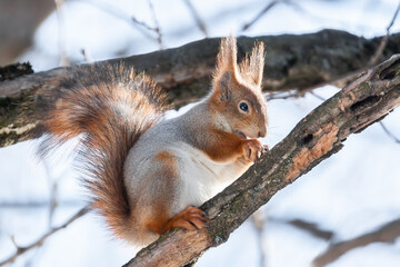 Squirrel in winter sits on a tree.