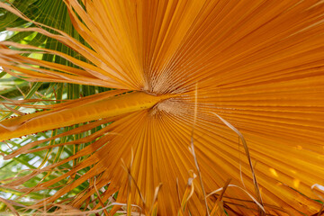 nature poster. palms