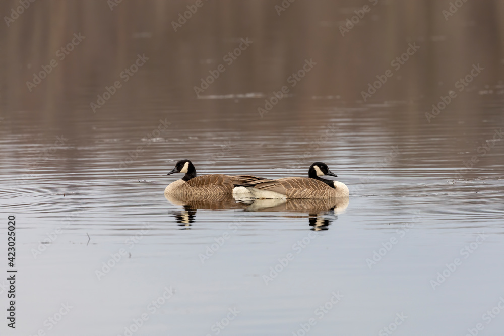 Wall mural The Canada goose (Branta canadensis) on the lake.