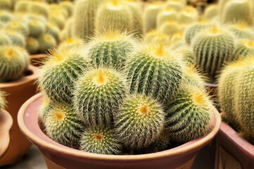 Selected focused on a group of small and beautiful cactus planted in small pots. The cactus will be used as indoor decoration. Displayed for sale to the customer.    
