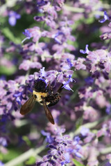 Vertical of a Common Eastern Bumble Bee, Bombus impatiens, on a Russian Sage plant