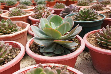 Selected focused on a group of small and beautiful cactus planted in small pots. The cactus will be used as indoor decoration. Displayed for sale to the customer.    
