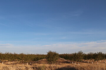 forest and sky