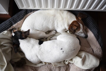 Alltag mit Hund, Foto: Jan Knoff