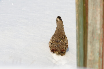 Partridge