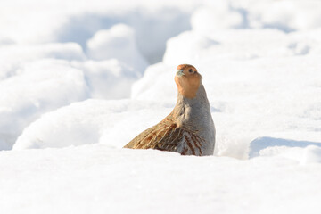 Partridge