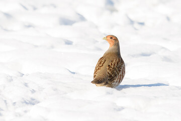 Partridge