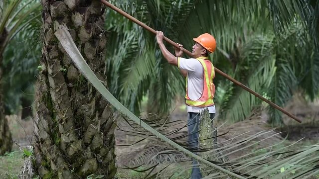 Senior traditional asian palm oil farmer pruning palm oil fronds and harvesting palm oil fruit with cutting tool