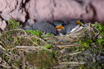 Redstart