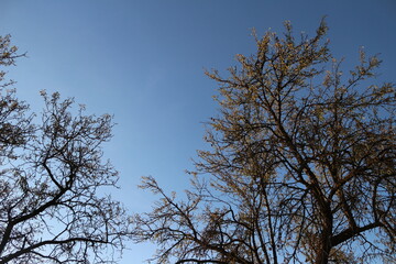 trees and sky