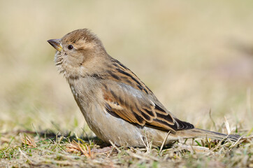Sparrow