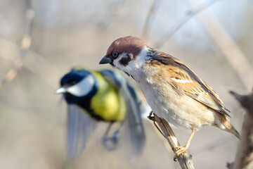 Sparrow