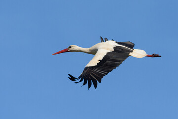 Stork