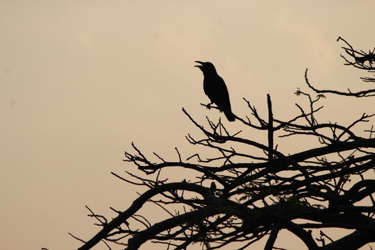 A Birds's Song in the morning sunrise from a tree branch makes a beautiful lullaby to the sleeping world. A silhoutte of a lonely morning bird in a cliff top tree branch enjoying the nature 