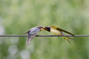 Swallow