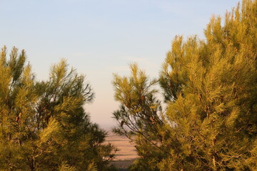 Fototapeta premium autumn forest in the morning