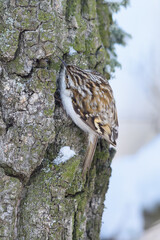 Treecreeper