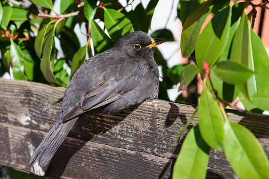 Thrush