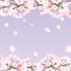 Obraz na płótnie Canvas 桜上下の正方形のフレームと散る桜の花びら紫