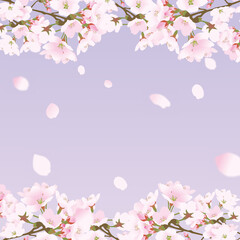 桜上下の正方形のフレームと散る桜の花びら青 Wall Mural Pichikororo